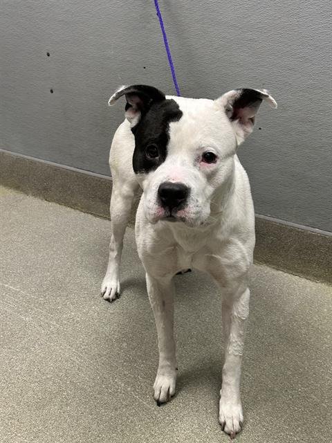 *HANIBAL - Pit Bull Terrier available for adoption