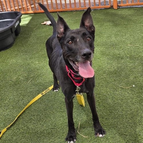 ALLY - German Shepherd Dog available for adoption