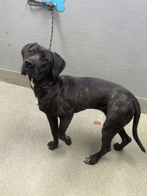 BAILA - Cane Corso Mastiff available for adoption