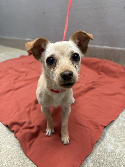 *COFFEE CAKE - Chihuahua available for adoption