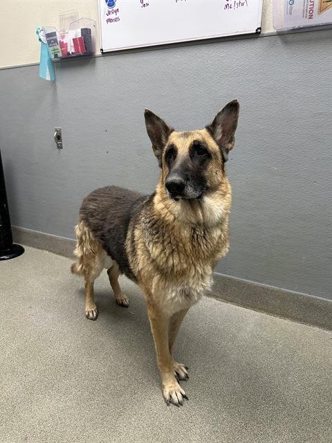 OSO - German Shepherd Dog available for adoption