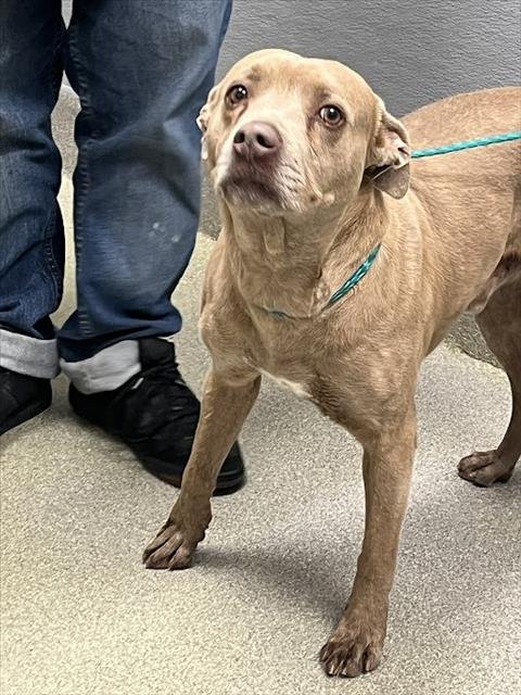 *PACO - Pit Bull Terrier available for adoption