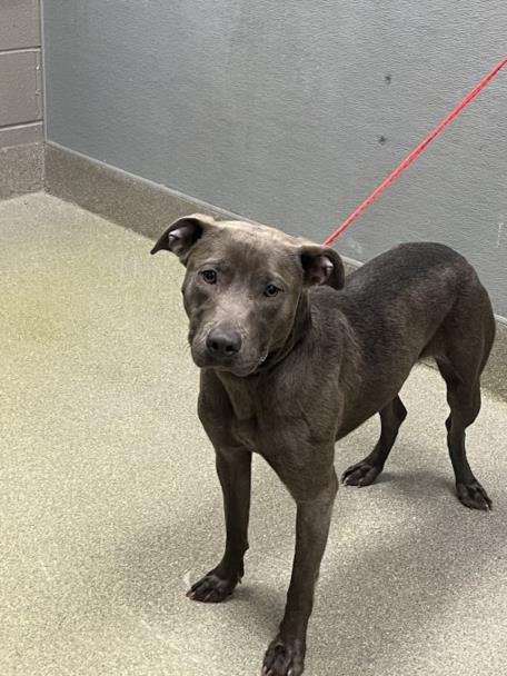 FREYA - Pit Bull Terrier available for adoption