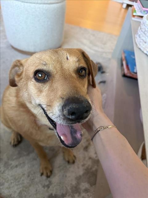 DENNIS - Beagle available for adoption