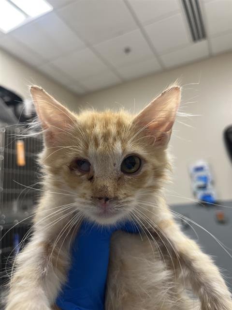 *CITRUS - Domestic Medium Hair available for adoption