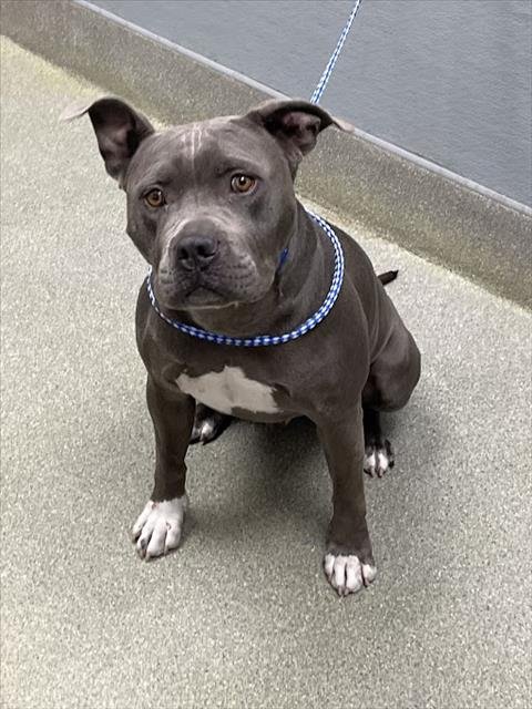 *GAGE - Pit Bull Terrier available for adoption