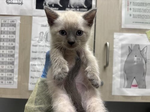*COLTON - Siamese available for adoption