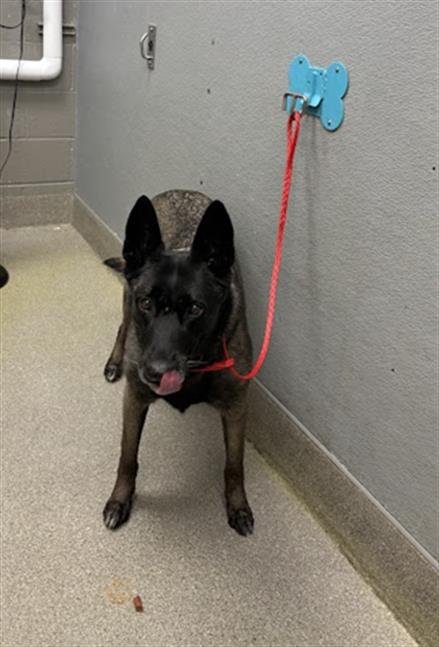 TIZZY JESUS - Belgian Shepherd Malinois available for adoption