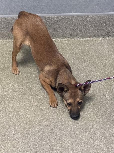 CHAVE - Chihuahua available for adoption