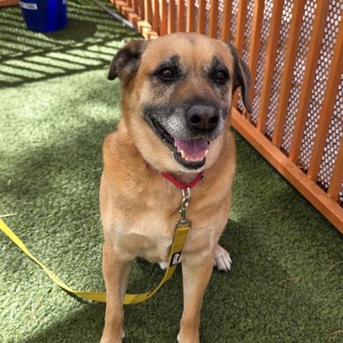 RIO - German Shepherd Dog available for adoption