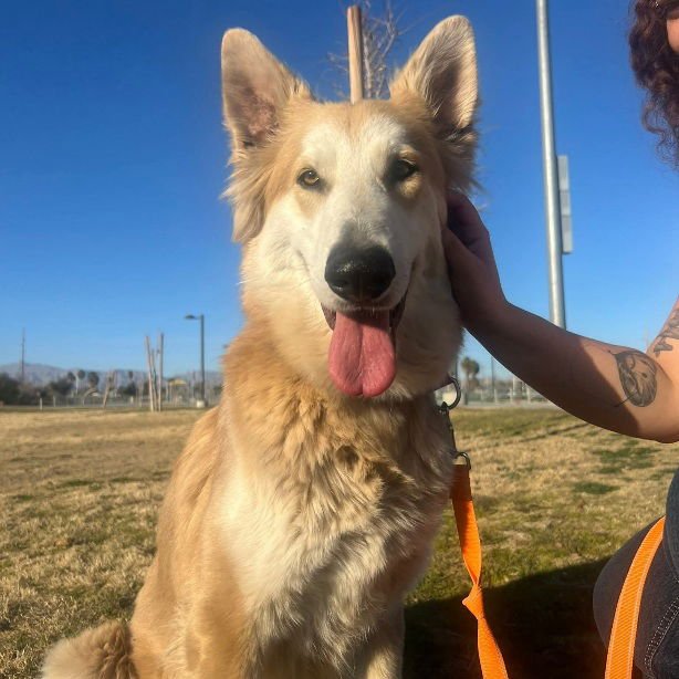*CREAMSICLE - German Shepherd Dog available for adoption