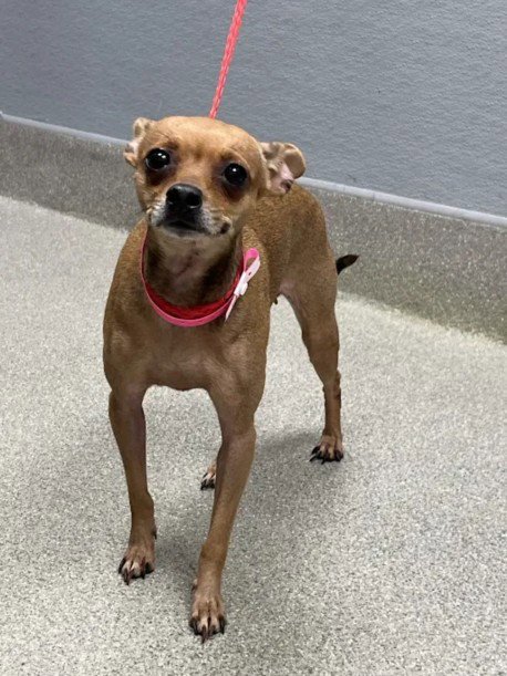 LEXA - Chihuahua available for adoption