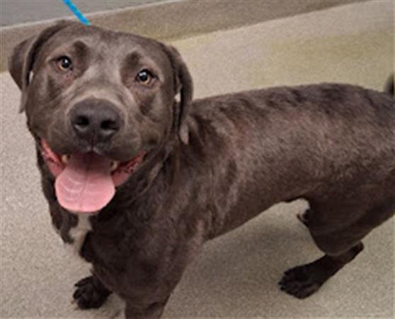 KIKO - Pit Bull Terrier available for adoption