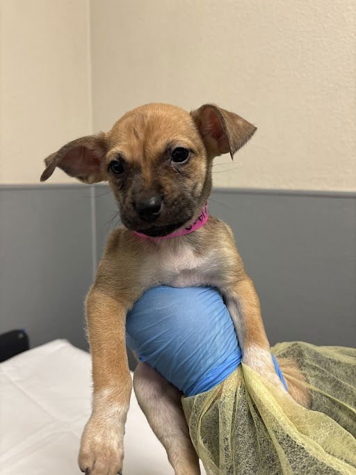 *SAILOR JUPITER - Pit Bull Terrier / Siberian Husky available for adoption