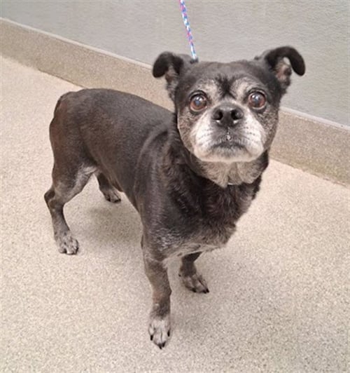 *TENNESSEE - Chihuahua available for adoption