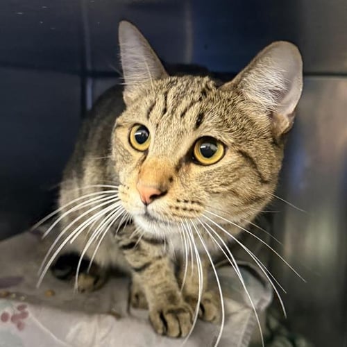 KOSO - Domestic Short Hair for adoption in Las Vegas