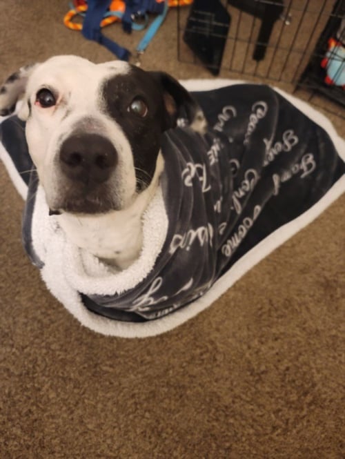 GOTTI - Pit Bull Terrier available for adoption