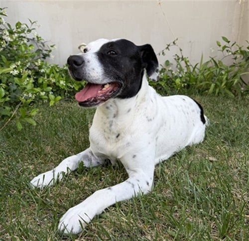GOTTI - Pit Bull Terrier available for adoption