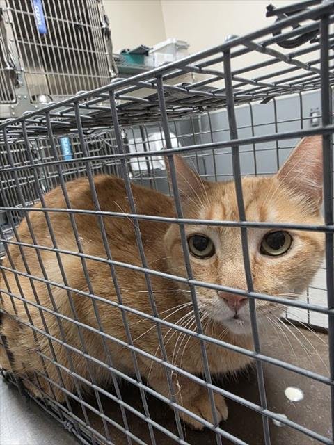 LOUIE - Domestic Short Hair available for adoption