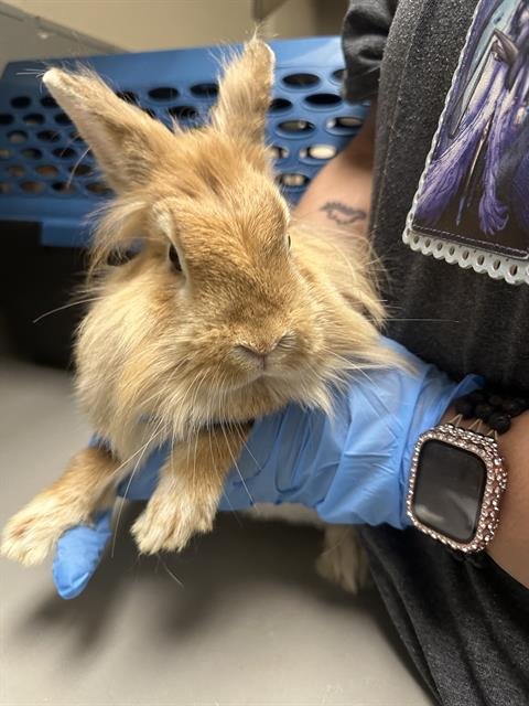 NUGGIE - Dwarf Hotot available for adoption