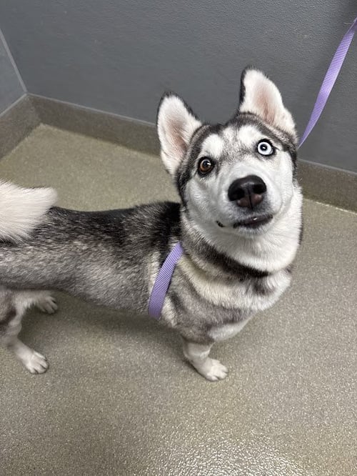 WILLOW - Siberian Husky available for adoption