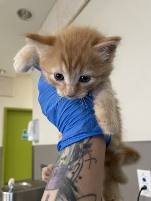 *JAMMY - Domestic Short Hair available for adoption