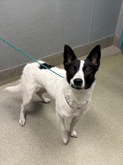 *AHAVA - Australian Shepherd available for adoption