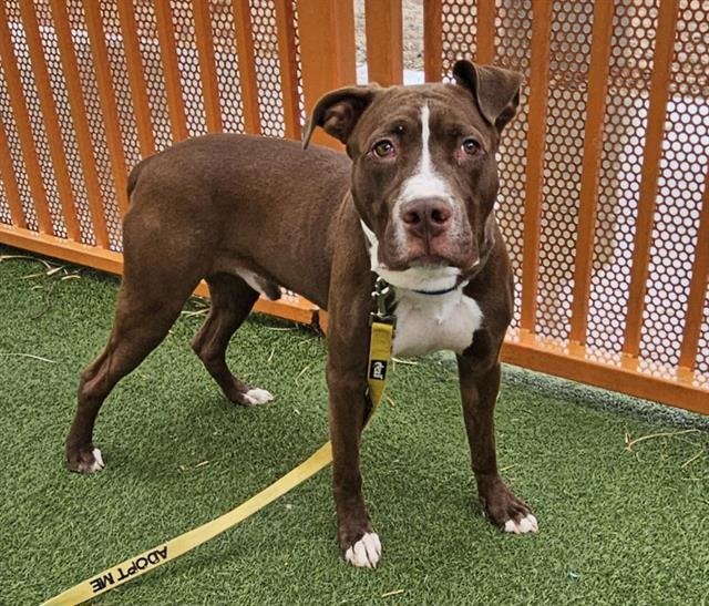 *HERSEY - Pit Bull Terrier available for adoption
