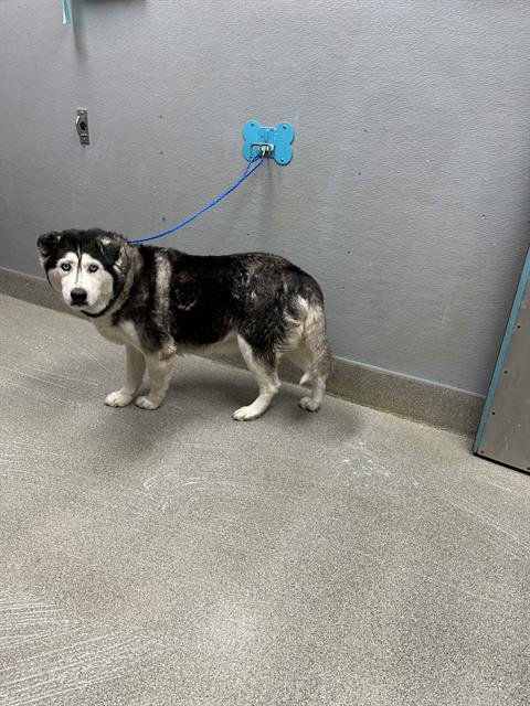*MURIEL - Siberian Husky available for adoption