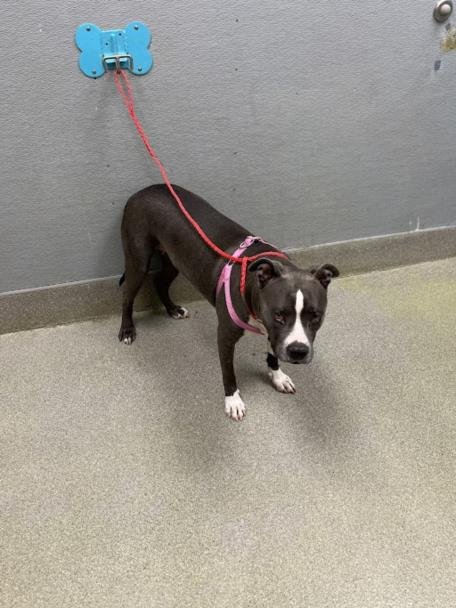 GIGI - Pit Bull Terrier available for adoption