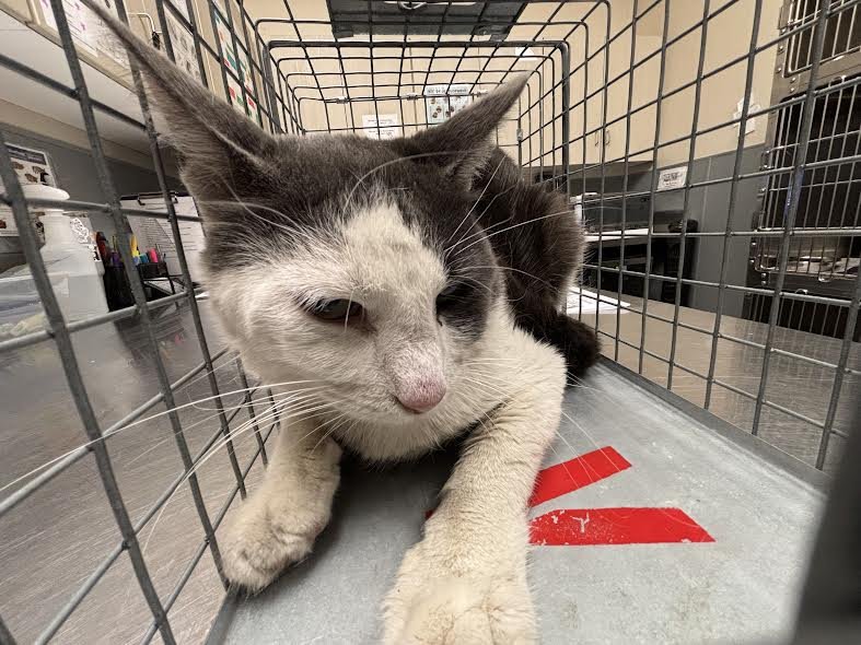 *SQUEAKY BOOTS - Domestic Short Hair for adoption in North Las Vegas