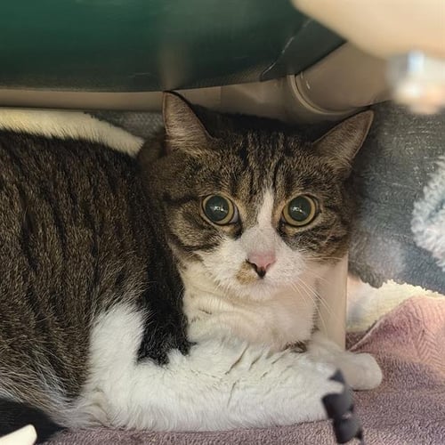 *MAGGIE - Domestic Short Hair available for adoption