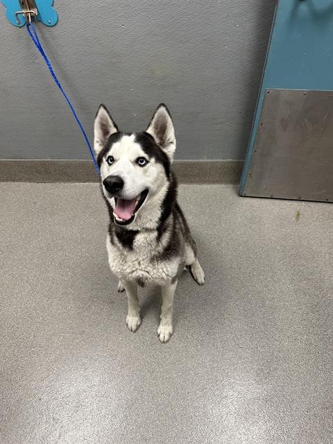 *SCOOTER - Siberian Husky for adoption in North Las Vegas