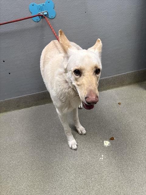 THOR - German Shepherd Dog available for adoption