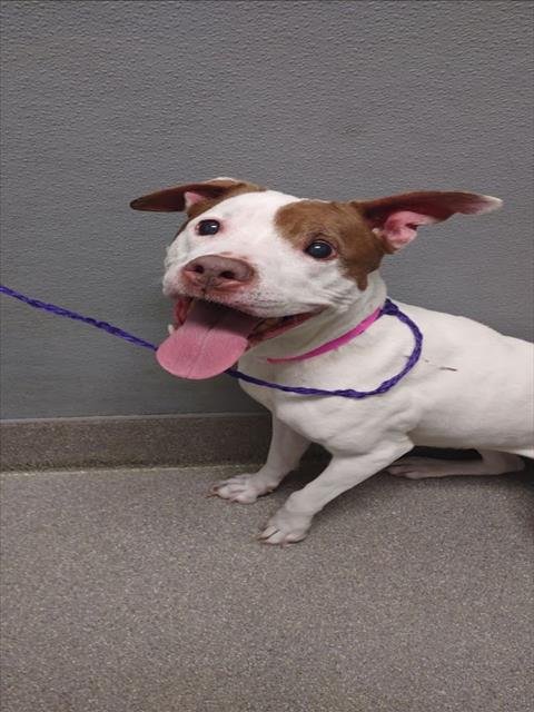 *HAZEL - Pit Bull Terrier available for adoption