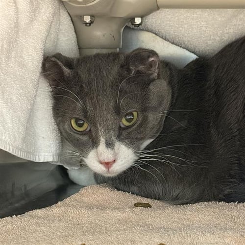 *NICO - Domestic Short Hair available for adoption