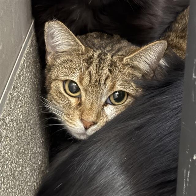 *ROXY FOXY - Domestic Short Hair available for adoption