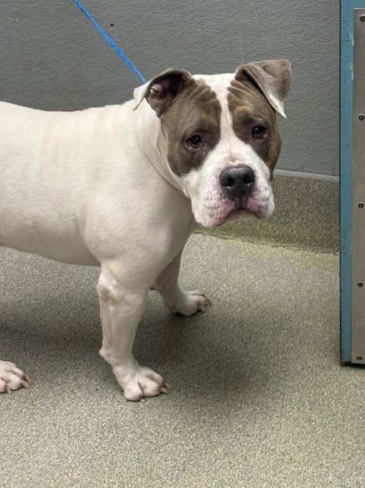 BO - Pit Bull Terrier available for adoption