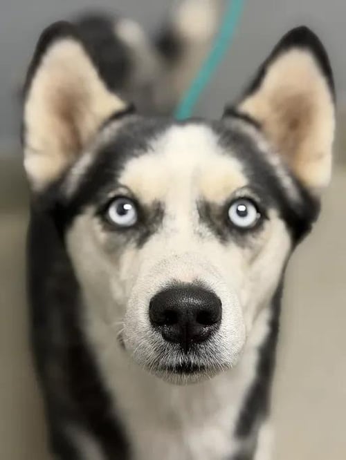 *TWILIGHT - Siberian Husky available for adoption