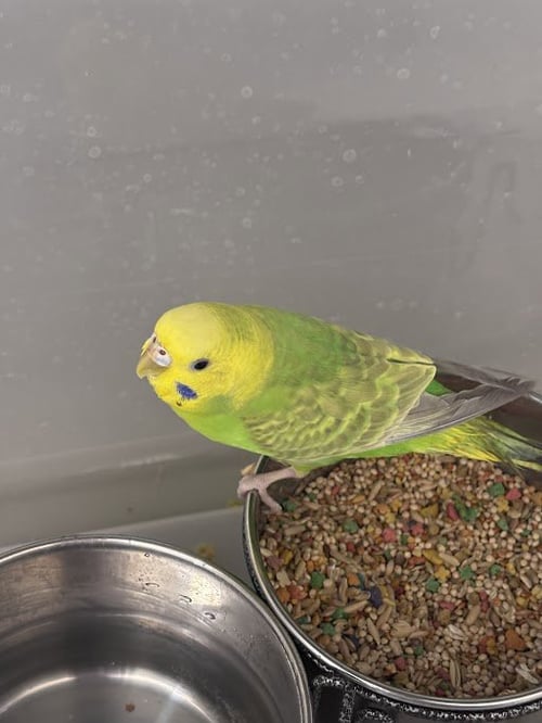 DIOR - Parakeet - Other available for adoption