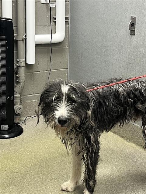 *ARNOLD - Irish Wolfhound available for adoption