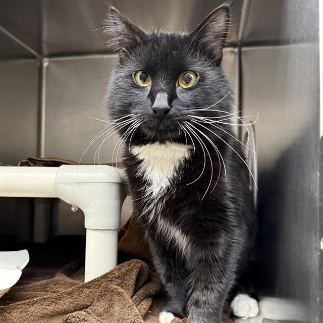 *HECTOR - Domestic Long Hair available for adoption