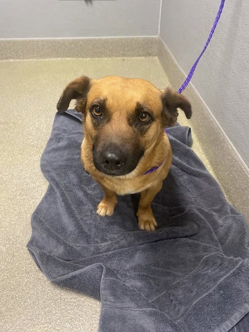 *HONEY - Dachshund available for adoption