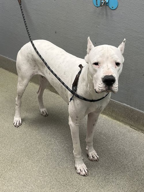 IVY - Dogo Argentino available for adoption