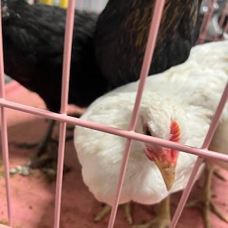 *HAZEL - Chicken available for adoption