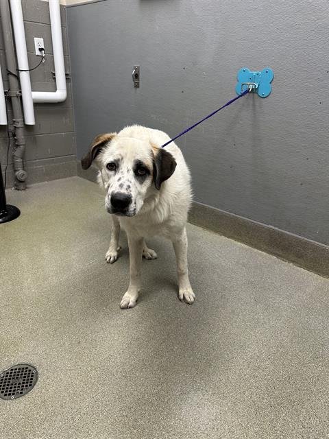 *LYSANDER - Great Pyrenees available for adoption