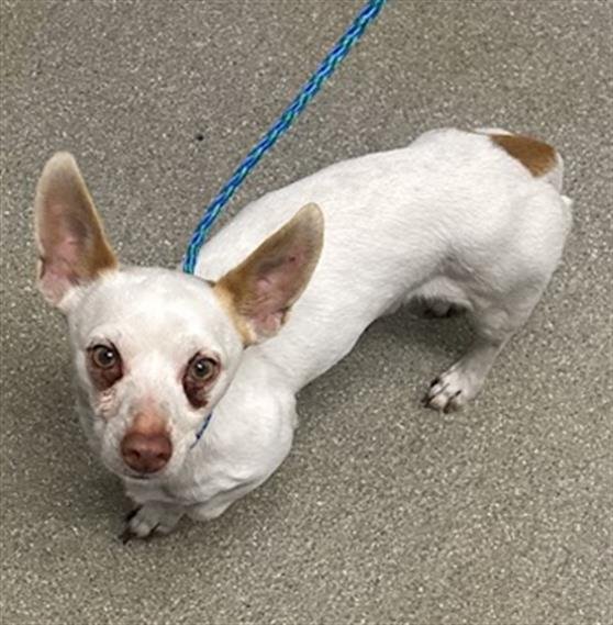 *HUCKLEBERRY - Chihuahua available for adoption