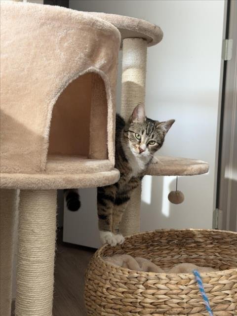 *HANNAH - Domestic Short Hair available for adoption