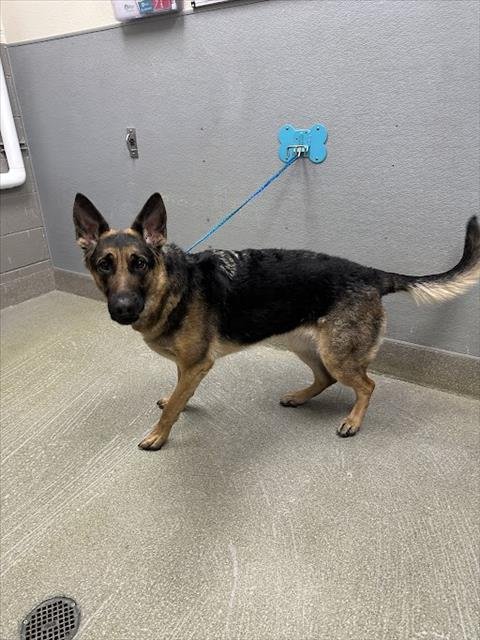 ATHENA - German Shepherd Dog available for adoption
