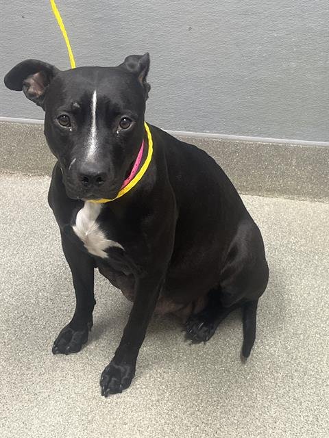 *CAMILA - Pit Bull Terrier available for adoption